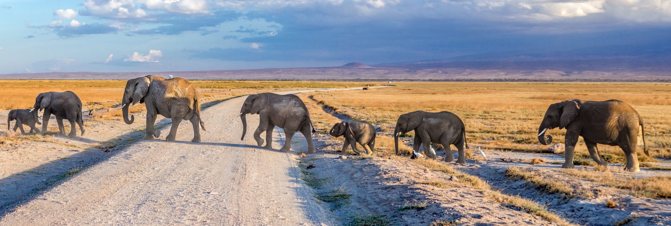 Zuid Afrika vakantie Krugerpark olifanten - De Planeet Reizen